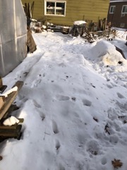 Spruce Seedlings Under Snow cover